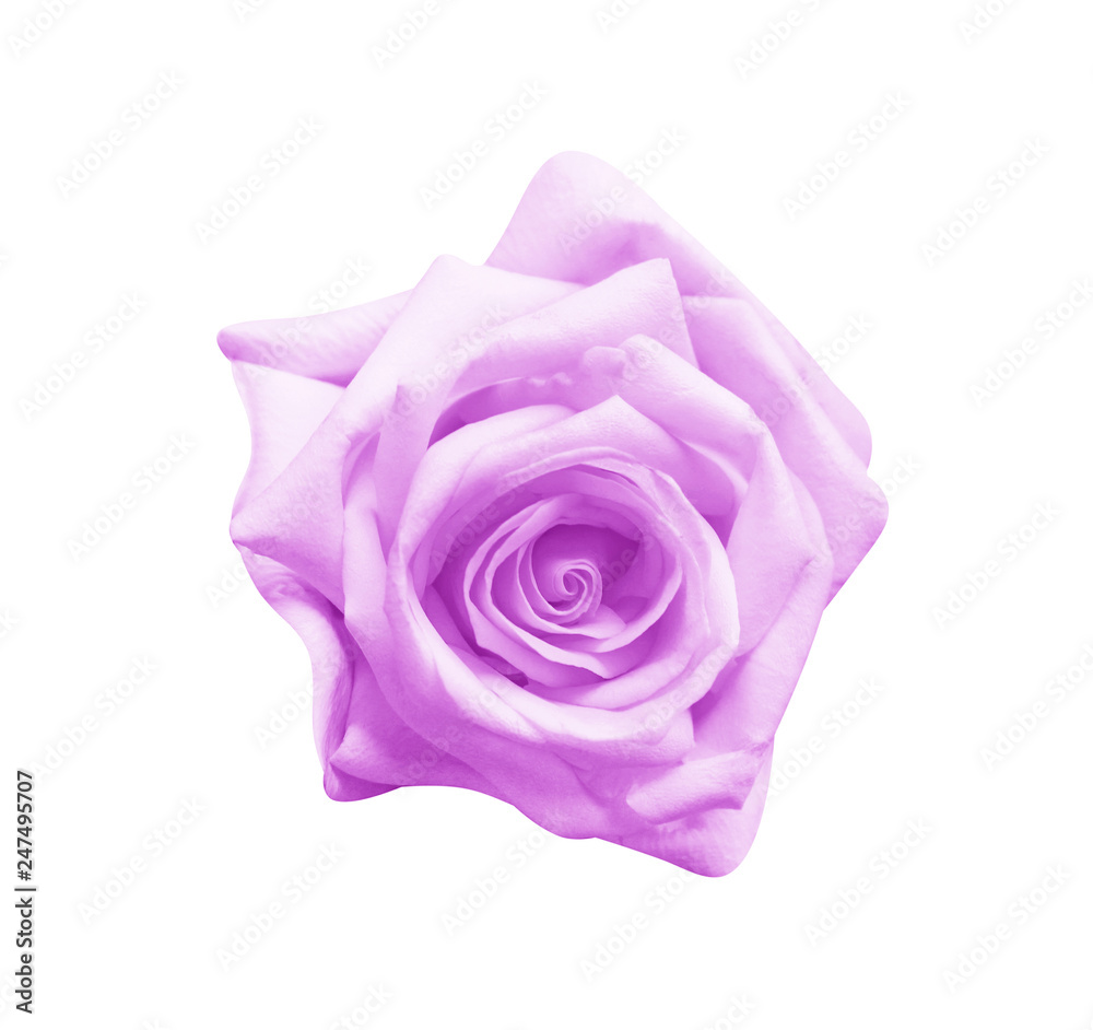 natural purple rose