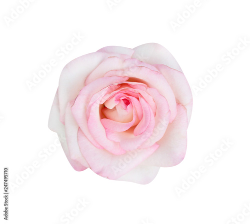 Colorful pink rose flowers blooming top view isolated on white background , beautiful natural patterns
