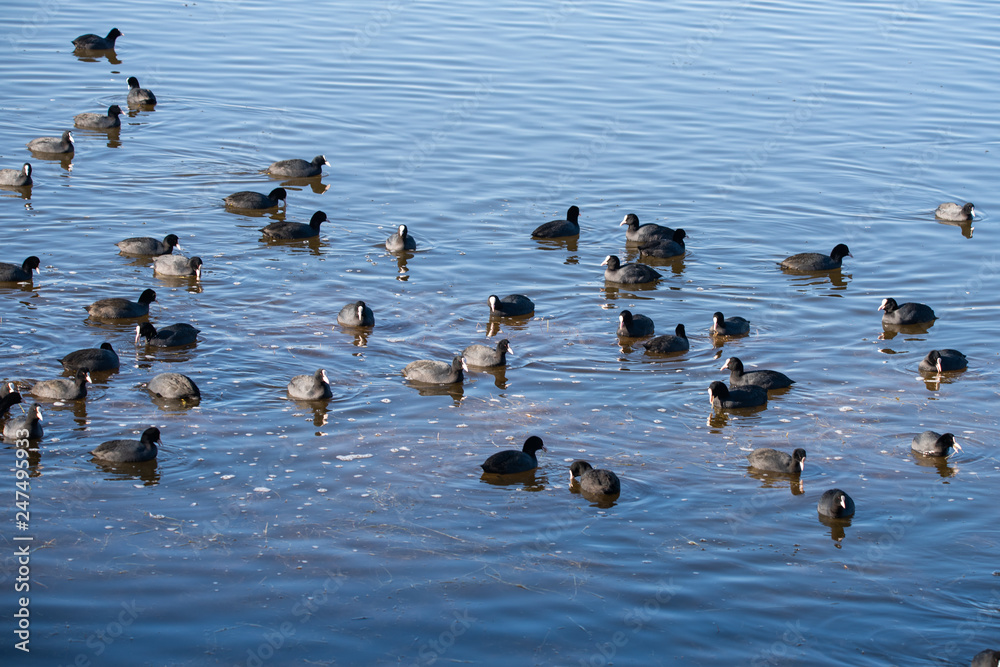 Sakarmeke » Eurasian Coot » Fulica atra Sakarmeke » Eurasian Coot » Fulica atra