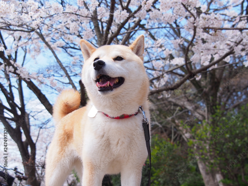 桜の季節のわん散歩