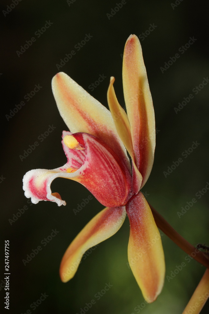 Fototapeta premium flower on black background