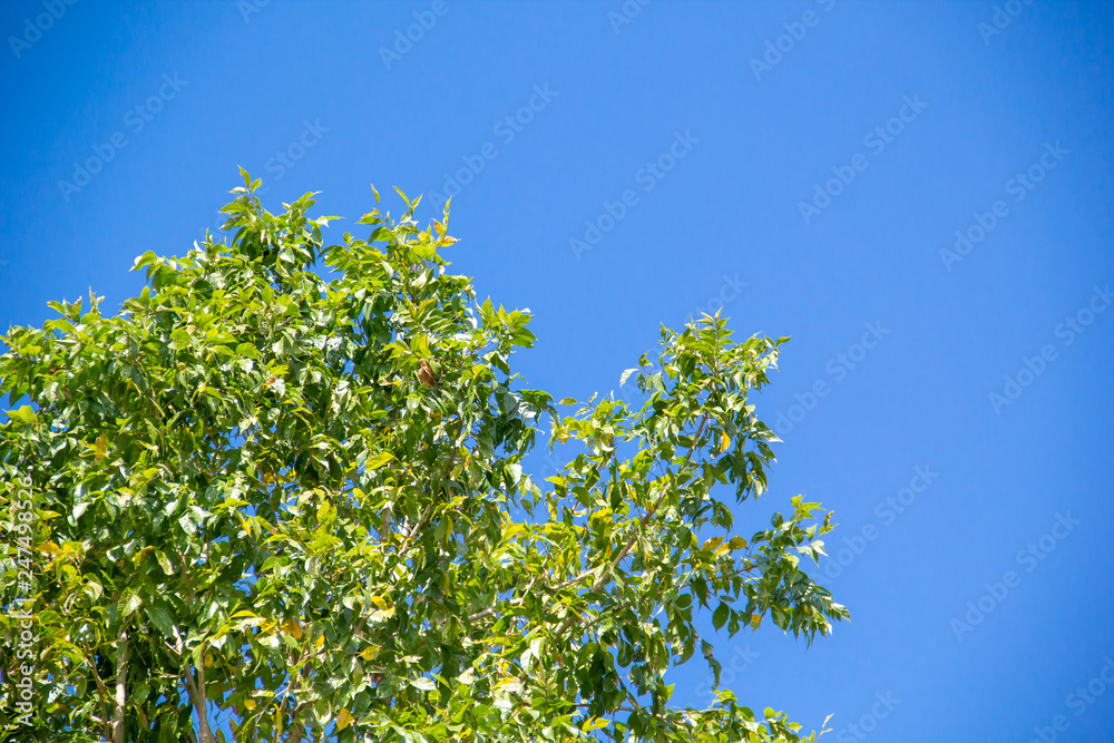 Green tree in left on blue sky and cloud background. Green tree in left on blue sky and cloud background.