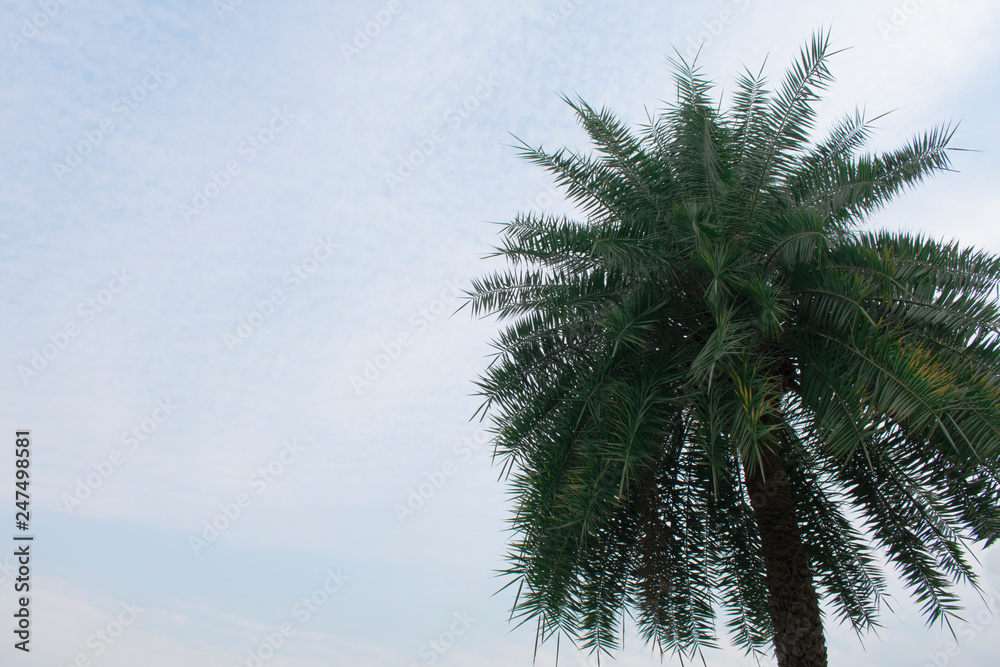 Low angle view of palm tree against the sky