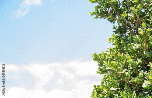 Green tree in left on blue sky and cloud background.