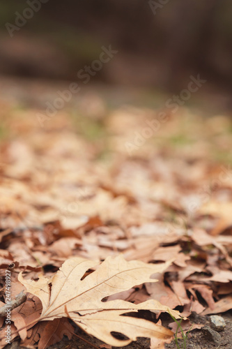 Beautiful Fallen Leaves at Autumn Time