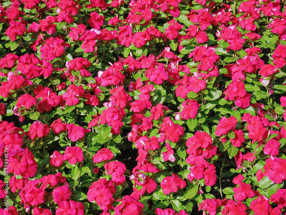 Full Frame Background of Red Flowers Field