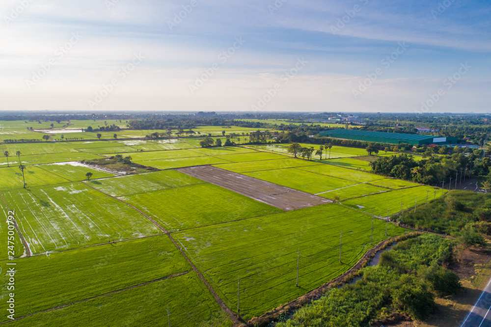 Green rice plantation field aerial view