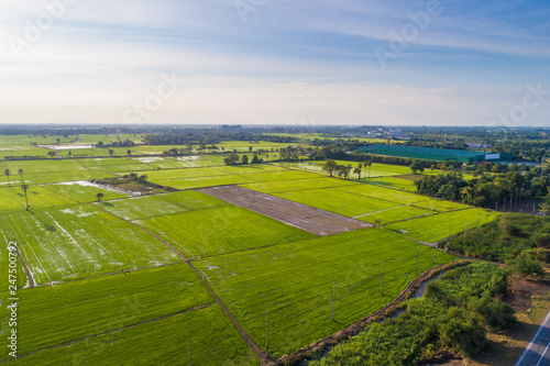 Green rice plantation field aerial view