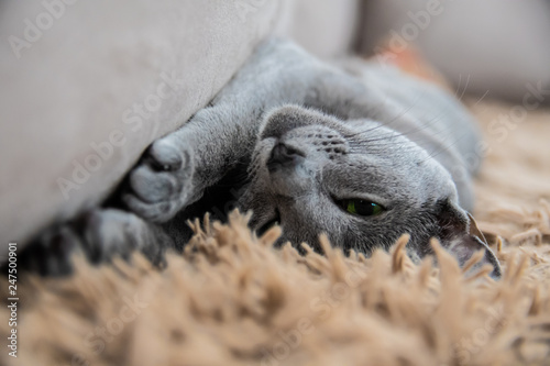 Russian Blue Cat photo