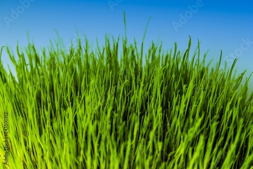 Spring Grass