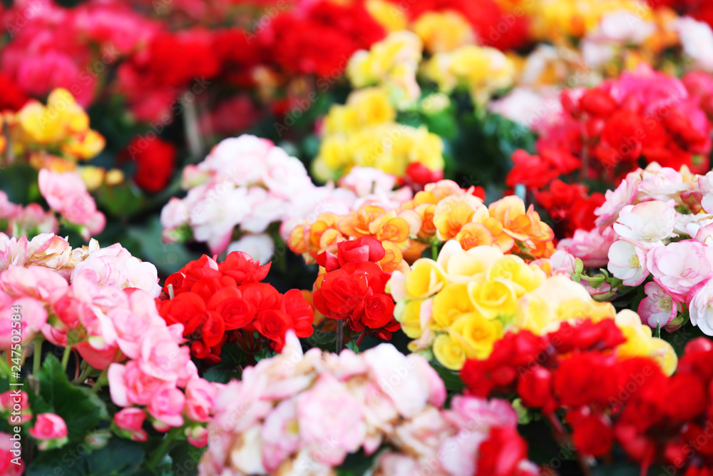 close up of colorful begonia flower garden background. close up of colorful begonia flower garden background.