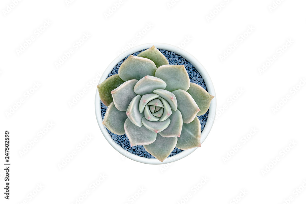 Top view of small cactus isolated on white background Top view of small cactus isolated on white background