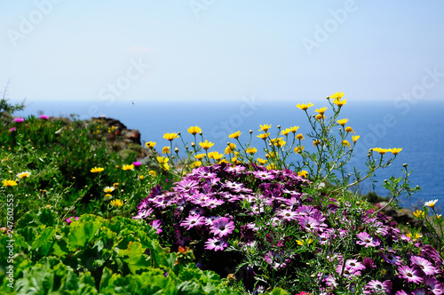 Fototapeta Naklejka Na Ścianę i Meble -  Flowers by the sea