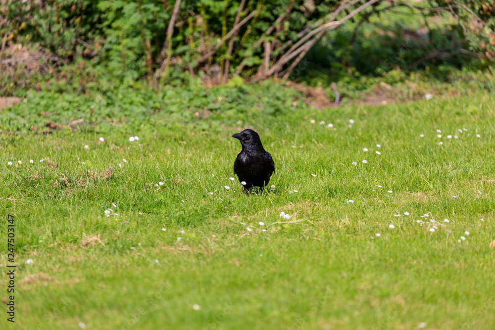 Crow on grass field Crow on grass field