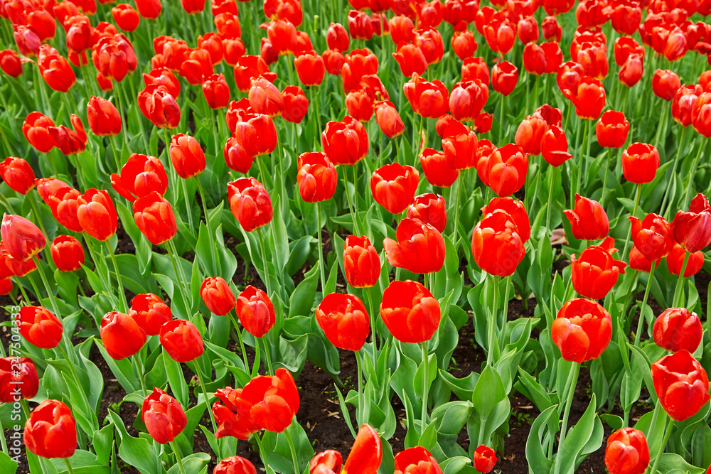 Beautiful red flower tulips lit by sunlight. Soft selective focus. Close up. Background of spring flower tulips