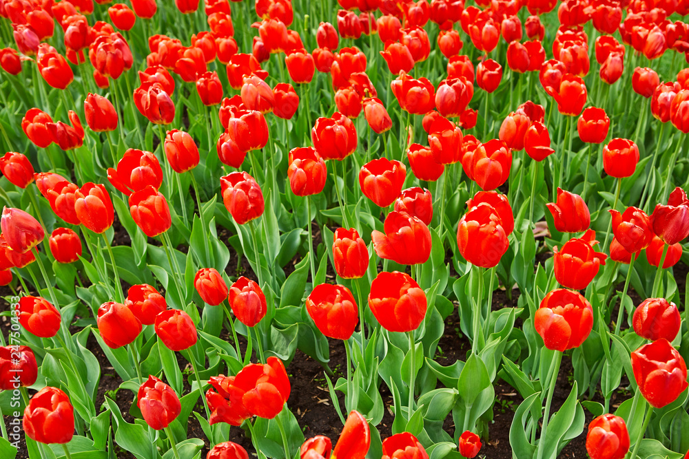 Beautiful red flower tulips lit by sunlight. Soft selective focus. Close up. Background of spring flower tulips Beautiful red flower tulips lit by sunlight. Soft selective focus. Close up. Background of spring flower tulips