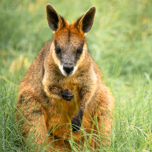 Small Swamp Wallaby outside during the day time.