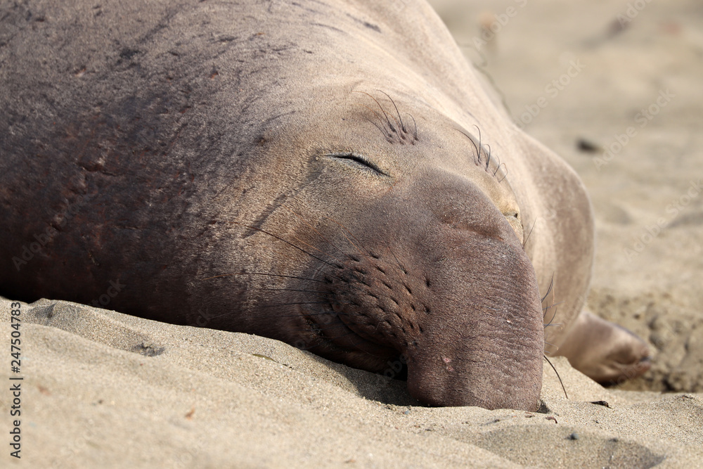 Northern elephant seal (Mirounga angustirostris) near San Simeon and Big Sur, California, United States of America (USA)