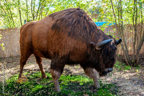 Model of a huge scary buffalo in full size photo