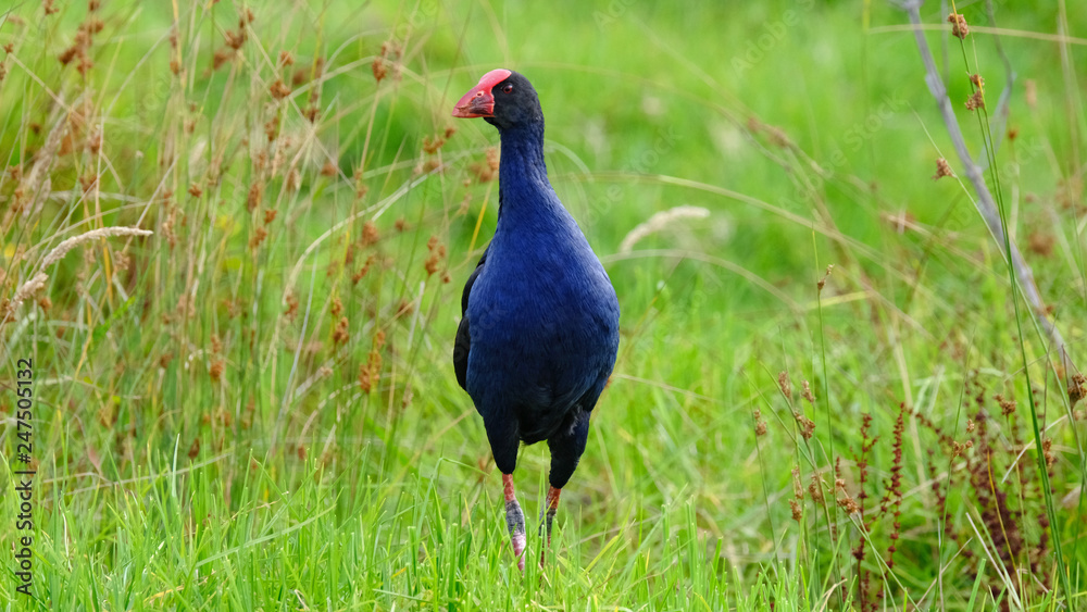 Obraz premium Pukeko bird, Great Barrier Island, New Zealand