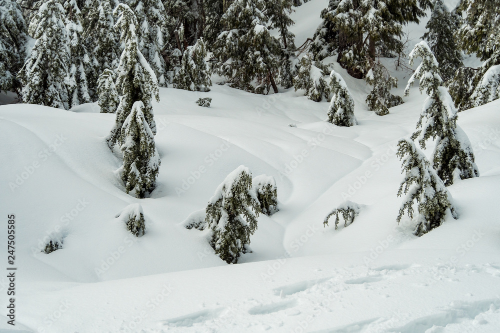 pine tree forest on top of mountain covered in heavy snow on an overcast day