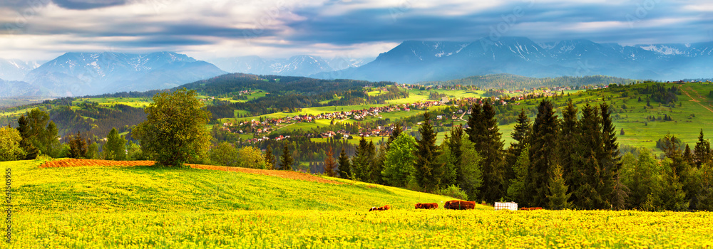 Green dandelion spring meadow on hills