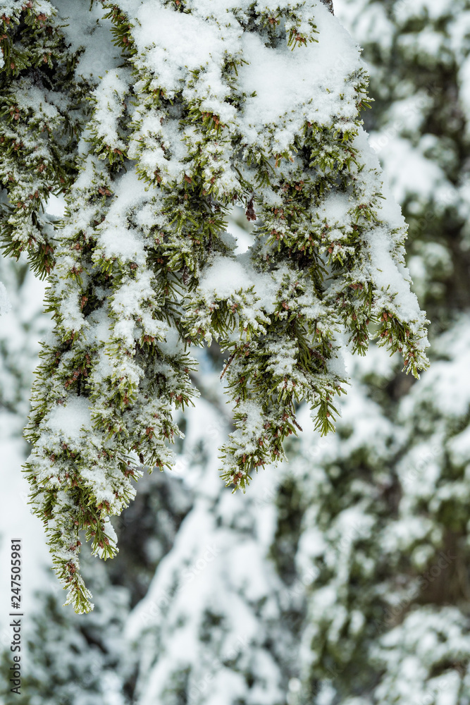 close up of dense green pine tree branches covered in heavy snow in the forest 