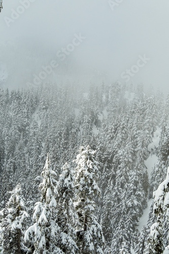 dense pine forest on top of mountain covered with snow under the fog in a cold winter day