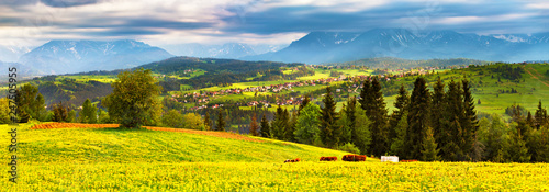 Obraz na płótnie Green dandelion spring meadow on hills w salonie