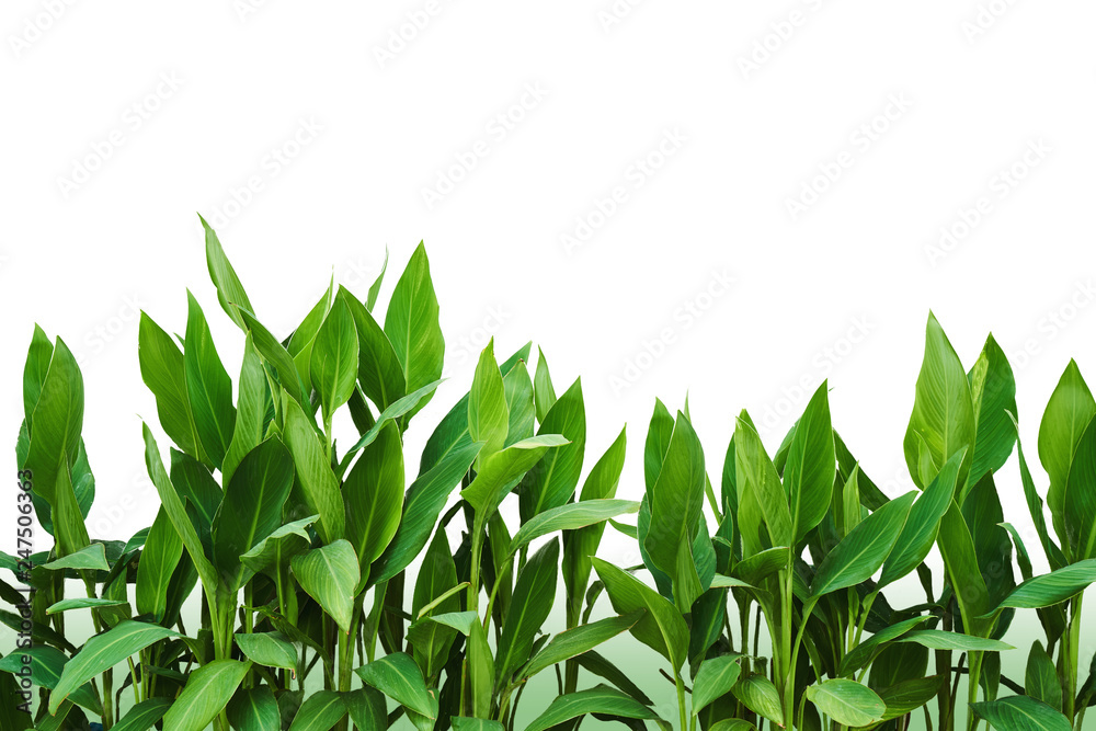 Naklejka premium Tropic leaves