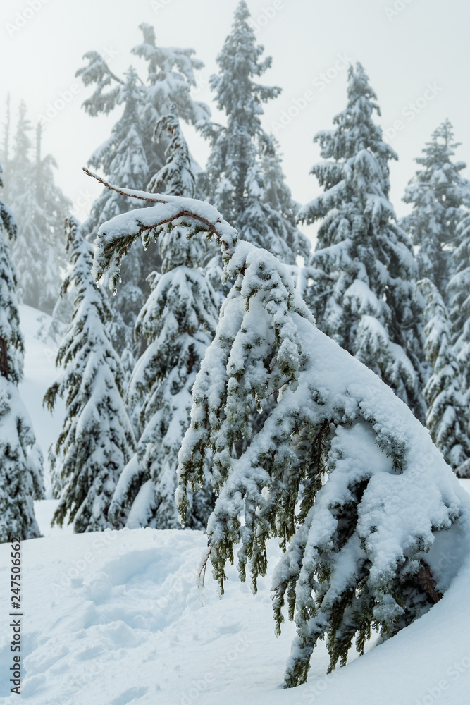 Naklejka premium snow covered pine tree forest on snow covered ground under cloudy sky in the fog