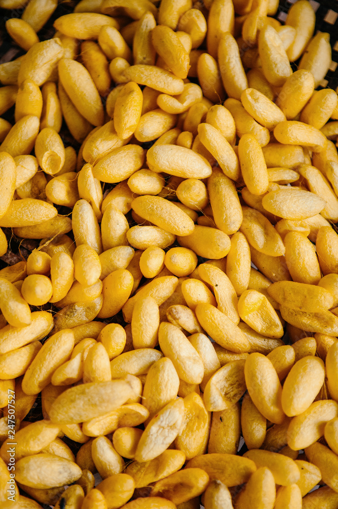Thai sericulture silkworm cocoons, Thailand Thai sericulture silkworm cocoons, Thailand
