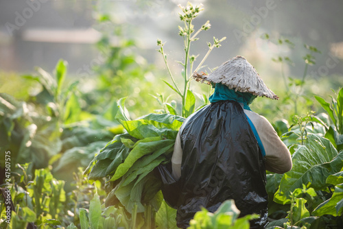 Photography Tobacco farmers harvested tobacco in cultivated areas in rural Asia
