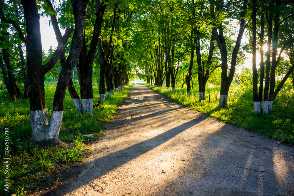 Fototapeta premium Beautiful maple alley in summer at sunset, long shadows
