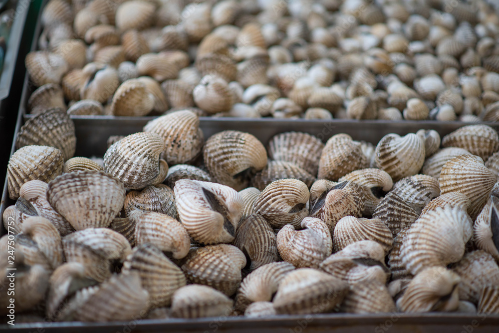 Close-up cockles clams for sale at seafood market.