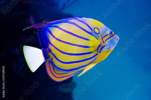 Angel fish. This is a majestic beauty, preferring to stay in the shade. Distributed in most of the Indian ocean. This fish can be found among coral reefs at depths up to 50 m.