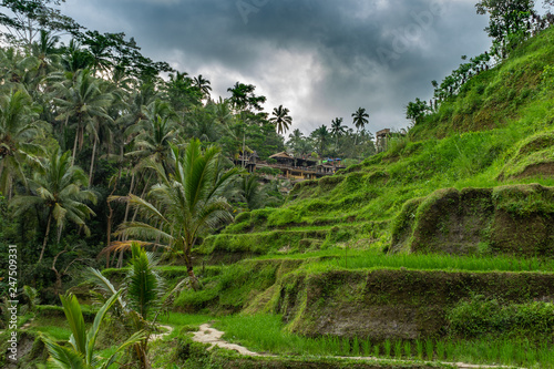 Bali Reis