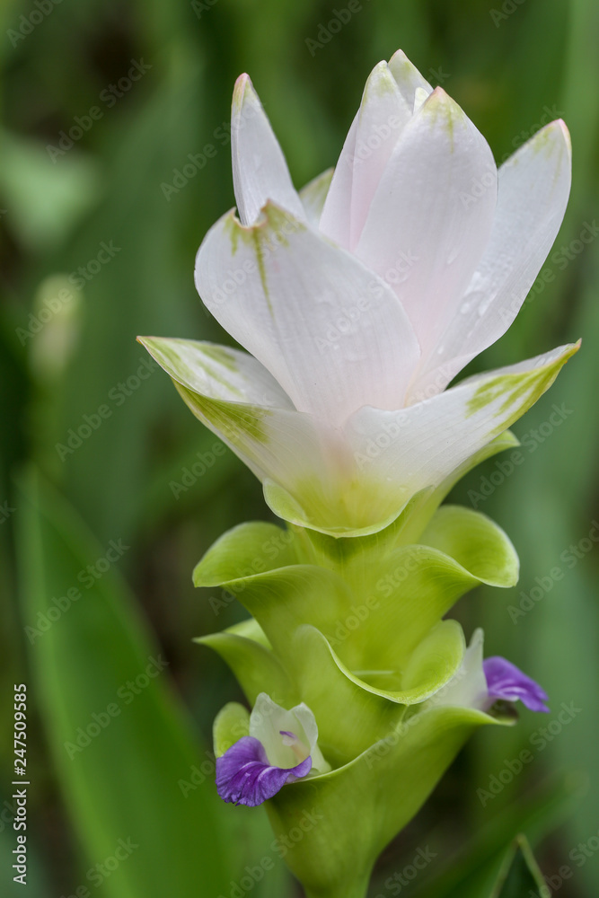 Fototapeta premium Pale Pink Color of Ginger flower close up with background and water drops on petals