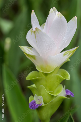 Pale Pink Color of Ginger flower close up with background and water drops on petals