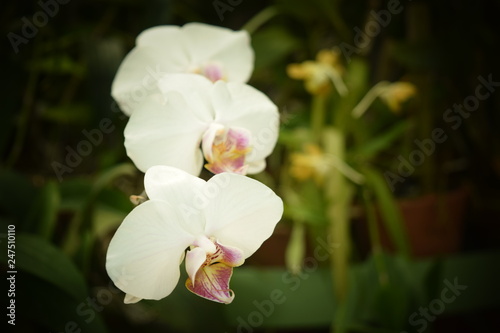 ORCHID FLOWERS SRI LANKA