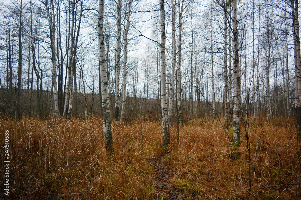 Autumn forest - birch without leaves, yellow tall grass.