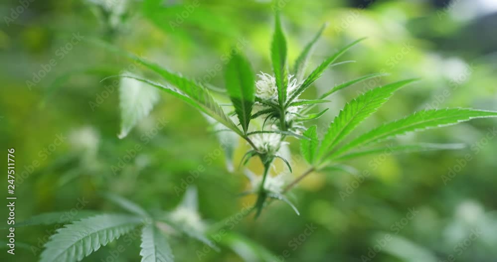 Slow motion macro close up of scientist hands checking hemp plants in a greenhouse. Shot in 8K. Concept of herbal alternative medicine, cbd oil, pharmaceptical industry Slow motion macro close up of scientist hands checking hemp plants in a greenhouse. Shot in 8K. Concept of herbal alternative medicine, cbd oil, pharmaceptical industry
