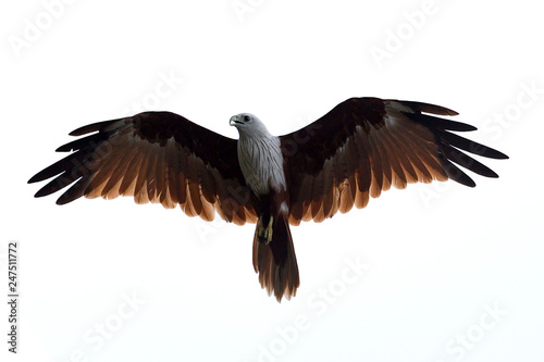 falcon, Brahminy kite, Red-backed sea-eagle photo