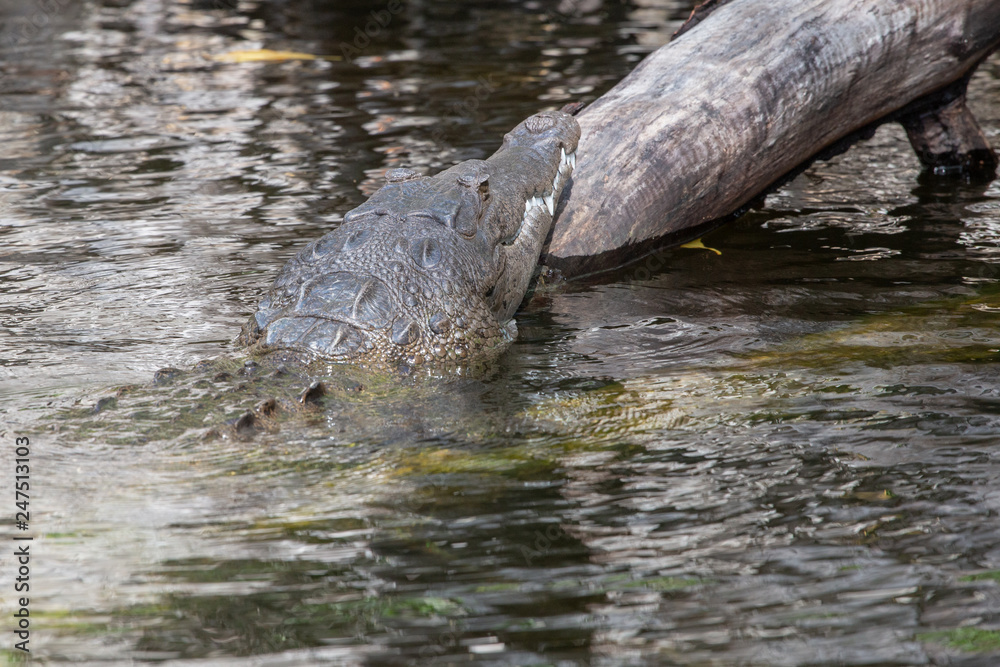 Obraz premium Black river crocrodile