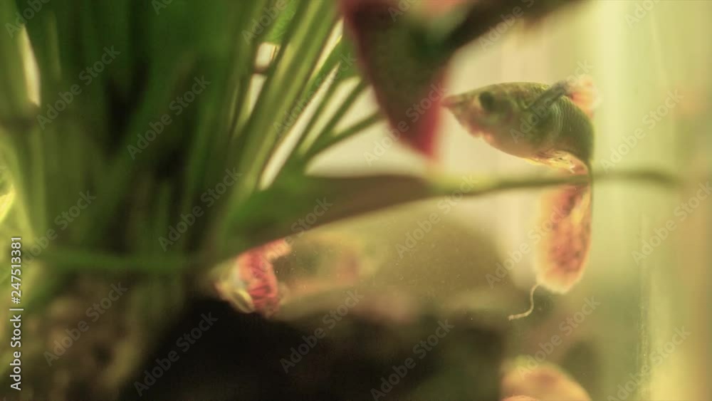 Close up scene of beautiful and colorful guppy fish swimming in aquarium tank with water plant, small dust particle flowing in water. Close up scene of beautiful and colorful guppy fish swimming in aquarium tank with water plant, small dust particle flowing in water.
