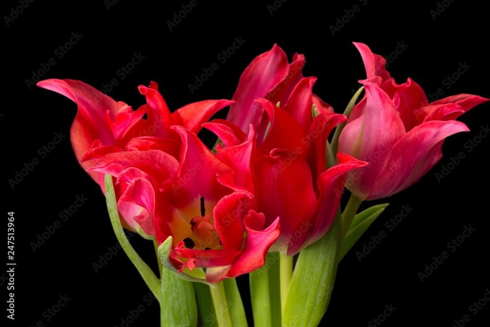 Bouqet of spring flowers red tulip isolated on black background, close up. Bouqet of spring flowers red tulip isolated on black background, close up.