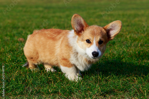 Dog breed Welsh Corgi Pembroke