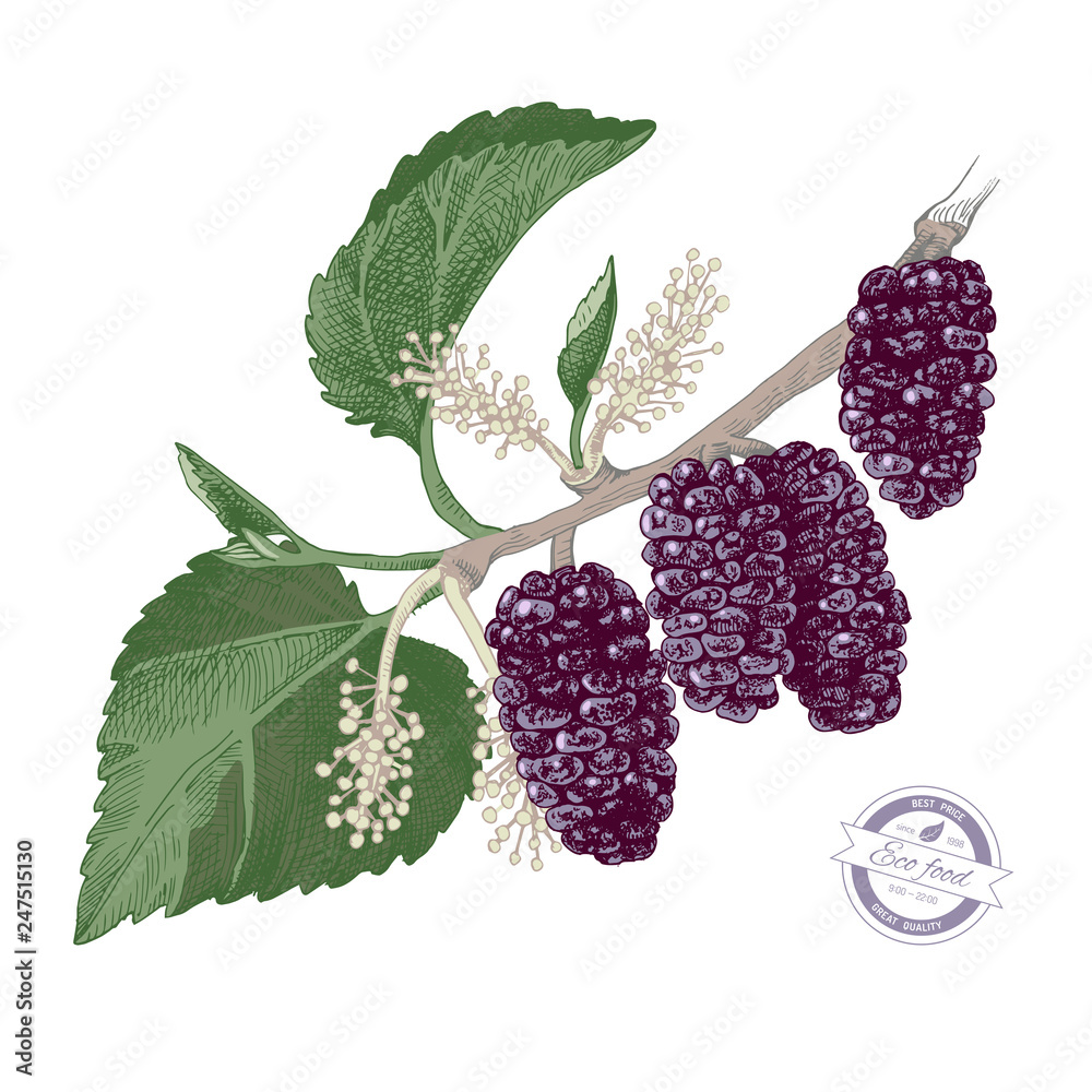 Φωτογραφία Hand drawn mulberry branch