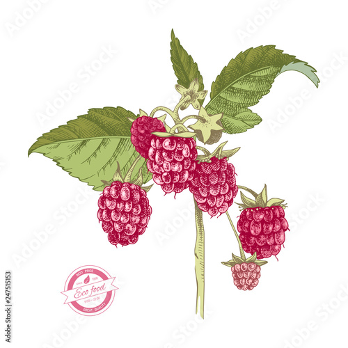 Hand drawn raspberry branch