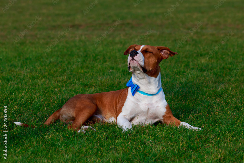 Dog breed Staffordshire Terrier Dog breed Staffordshire Terrier